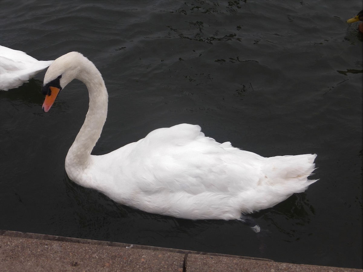 Mute Swan - ML623355772