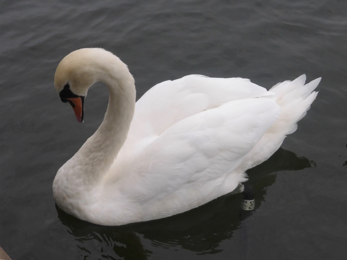 Mute Swan - ML623355774