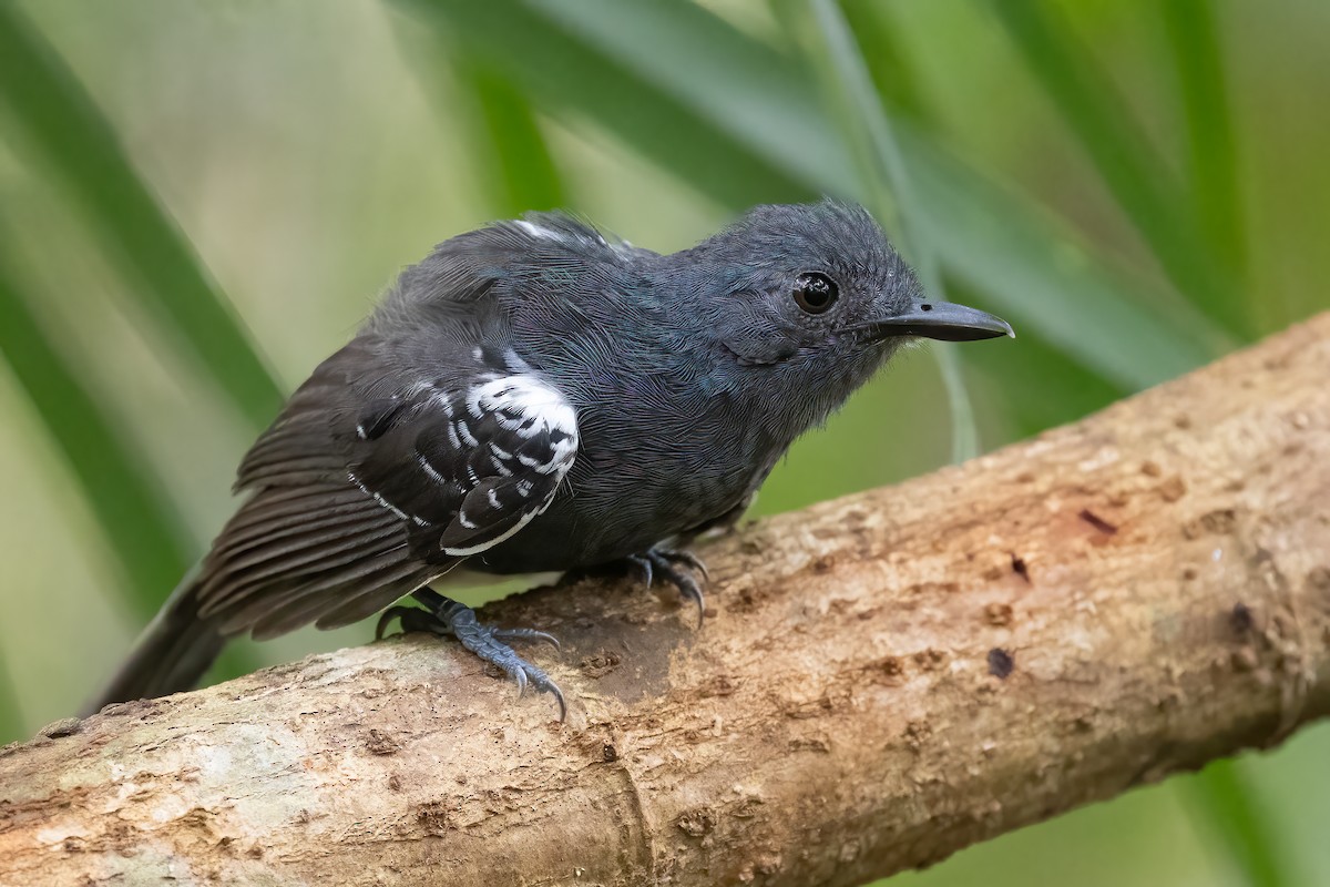 Willis's Antbird - ML623355877