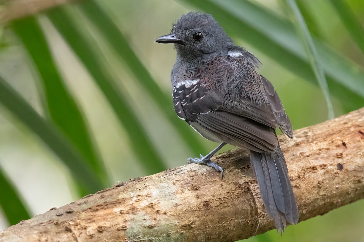 Willis's Antbird - ML623355878