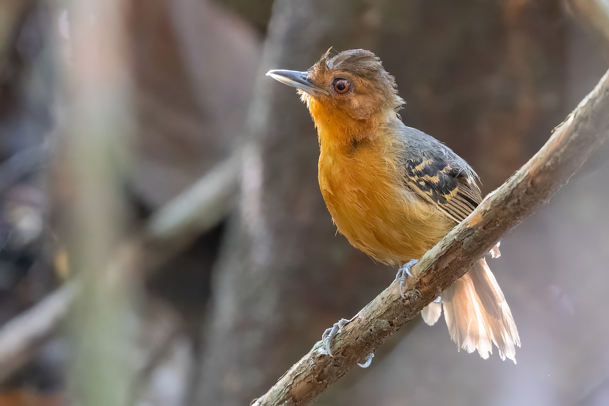 Black-headed Antbird (Hellmayr's) - Sergio Porto