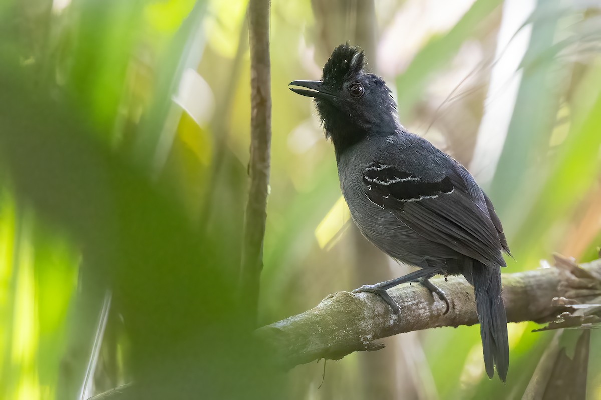 Black-headed Antbird (Hellmayr's) - Sergio Porto