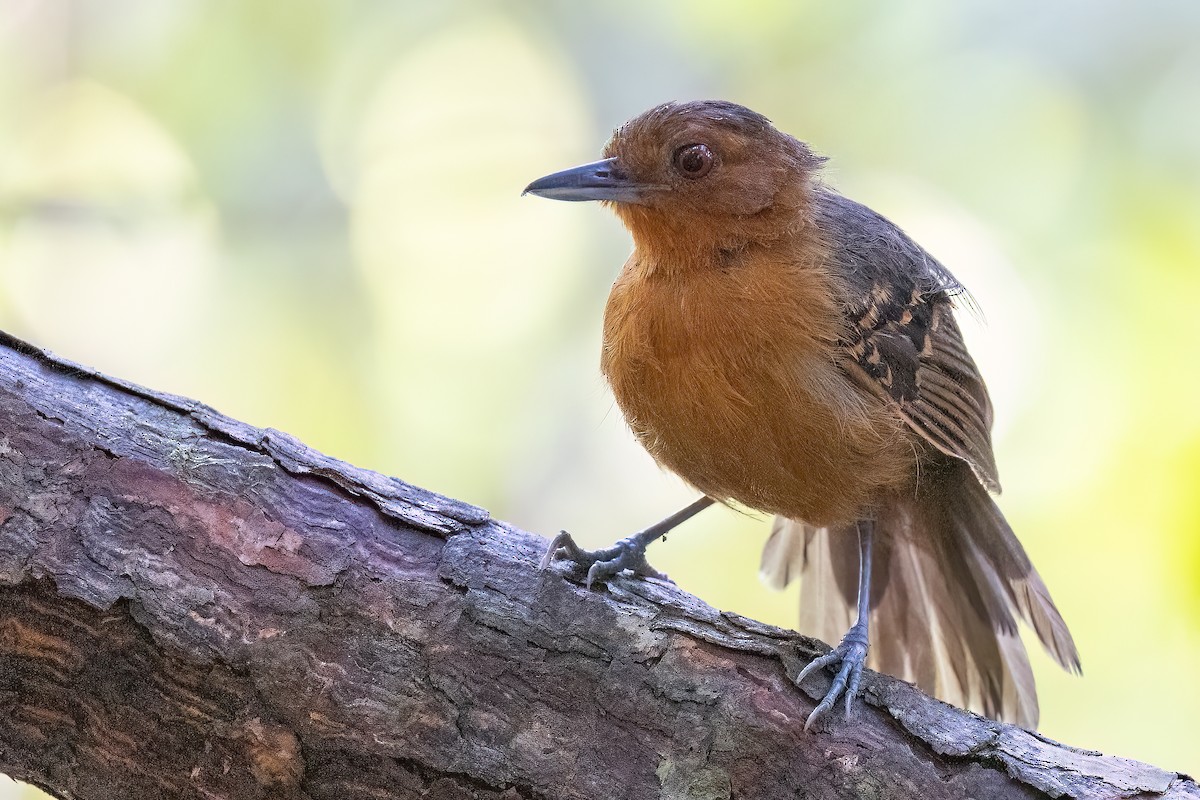 Black-headed Antbird (Hellmayr's) - ML623355897