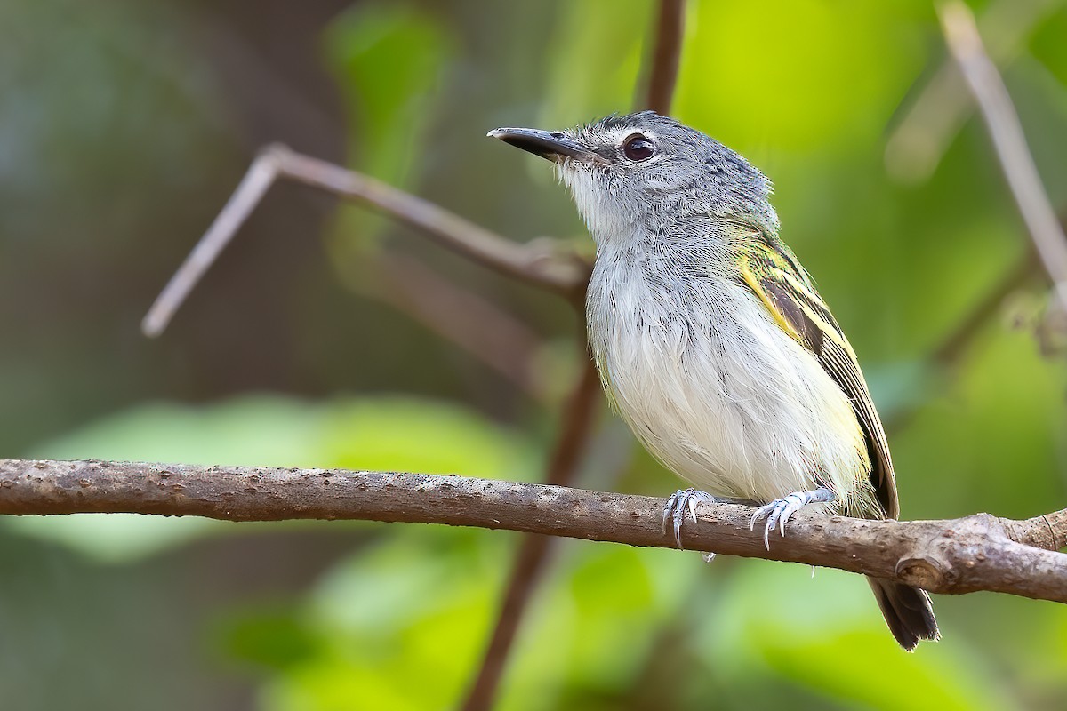 Slate-headed Tody-Flycatcher - ML623355905