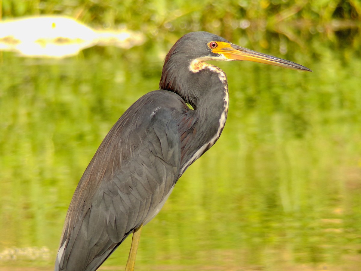 Tricolored Heron - ML623355913