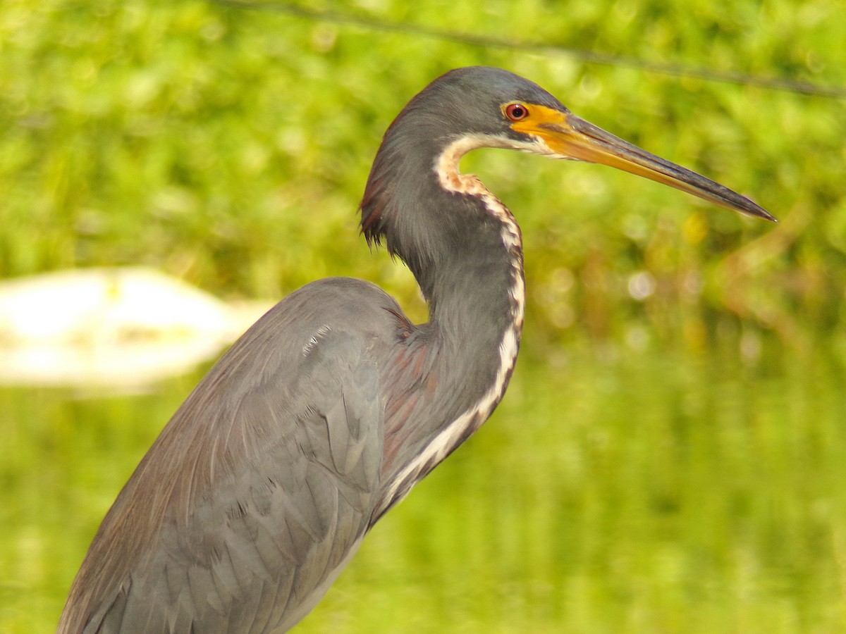 Tricolored Heron - ML623355922