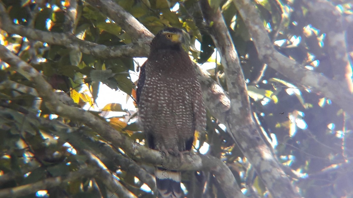 Crested Serpent-Eagle - ML623355960