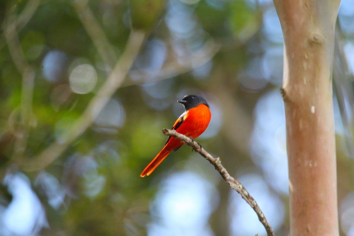 Gray-chinned Minivet - ML623355961