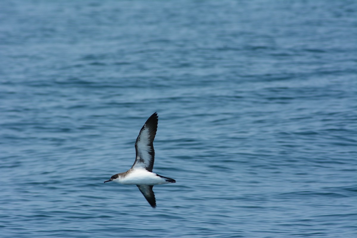 Manx Shearwater - Ken Plourde