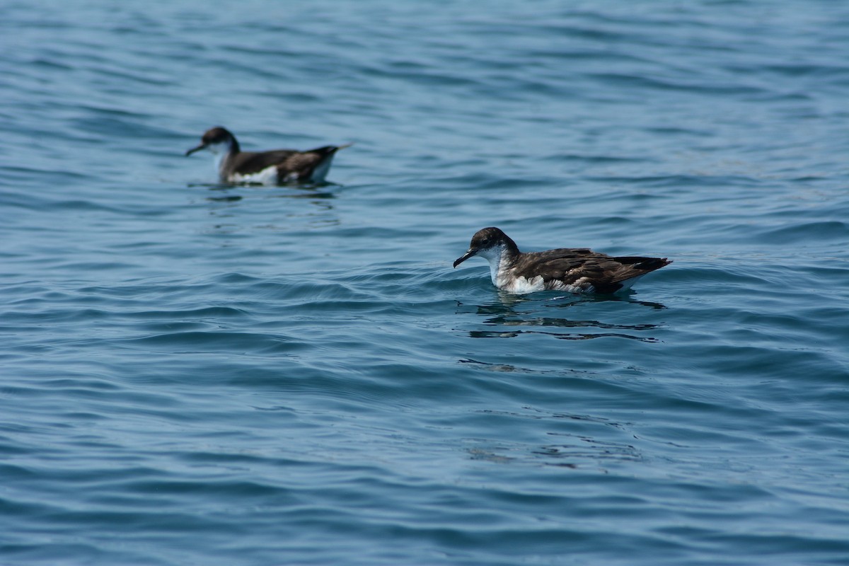 Manx Shearwater - ML623356066