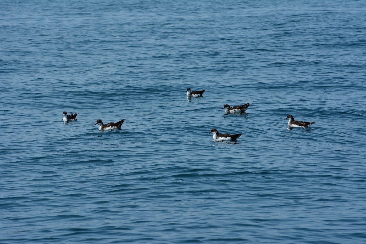 Manx Shearwater - ML623356067