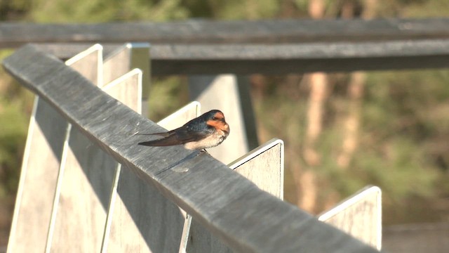 Welcome Swallow - ML623356070