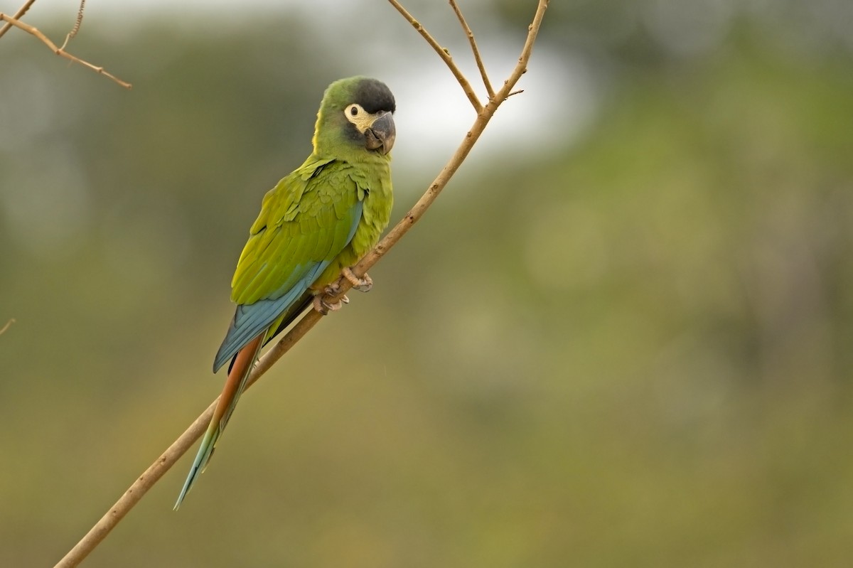 Yellow-collared Macaw - ML623356078