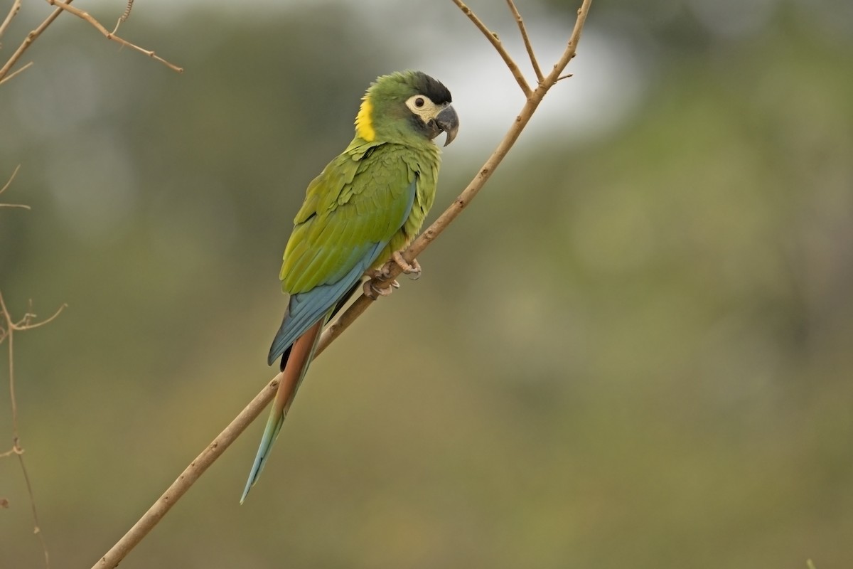 Yellow-collared Macaw - ML623356079