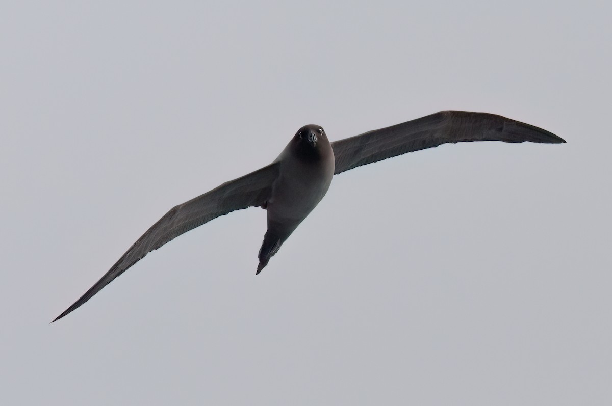 Light-mantled Albatross - ML623356107