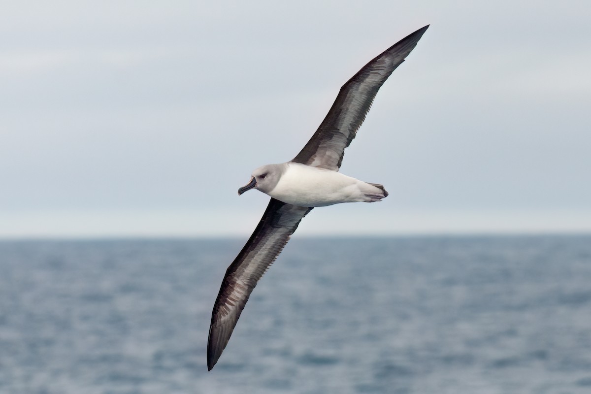 Gray-headed Albatross - ML623356126