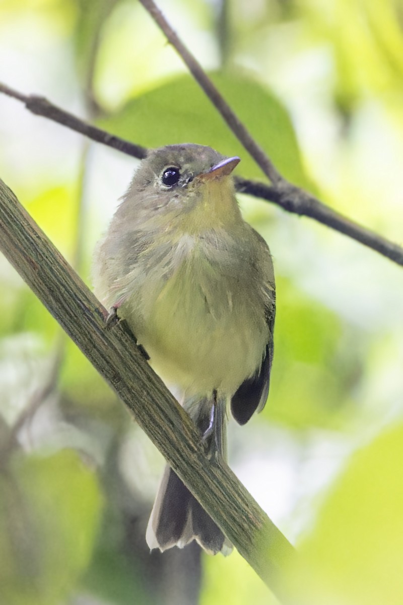 Olive-faced Flatbill - ML623356141