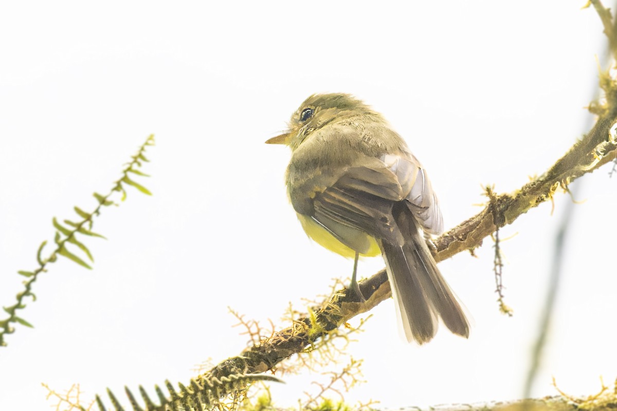 Olive-faced Flatbill - ML623356142