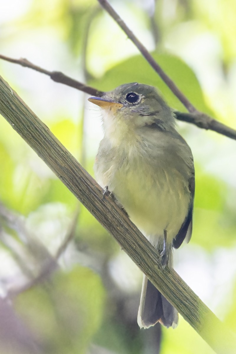 Olive-faced Flatbill - ML623356143