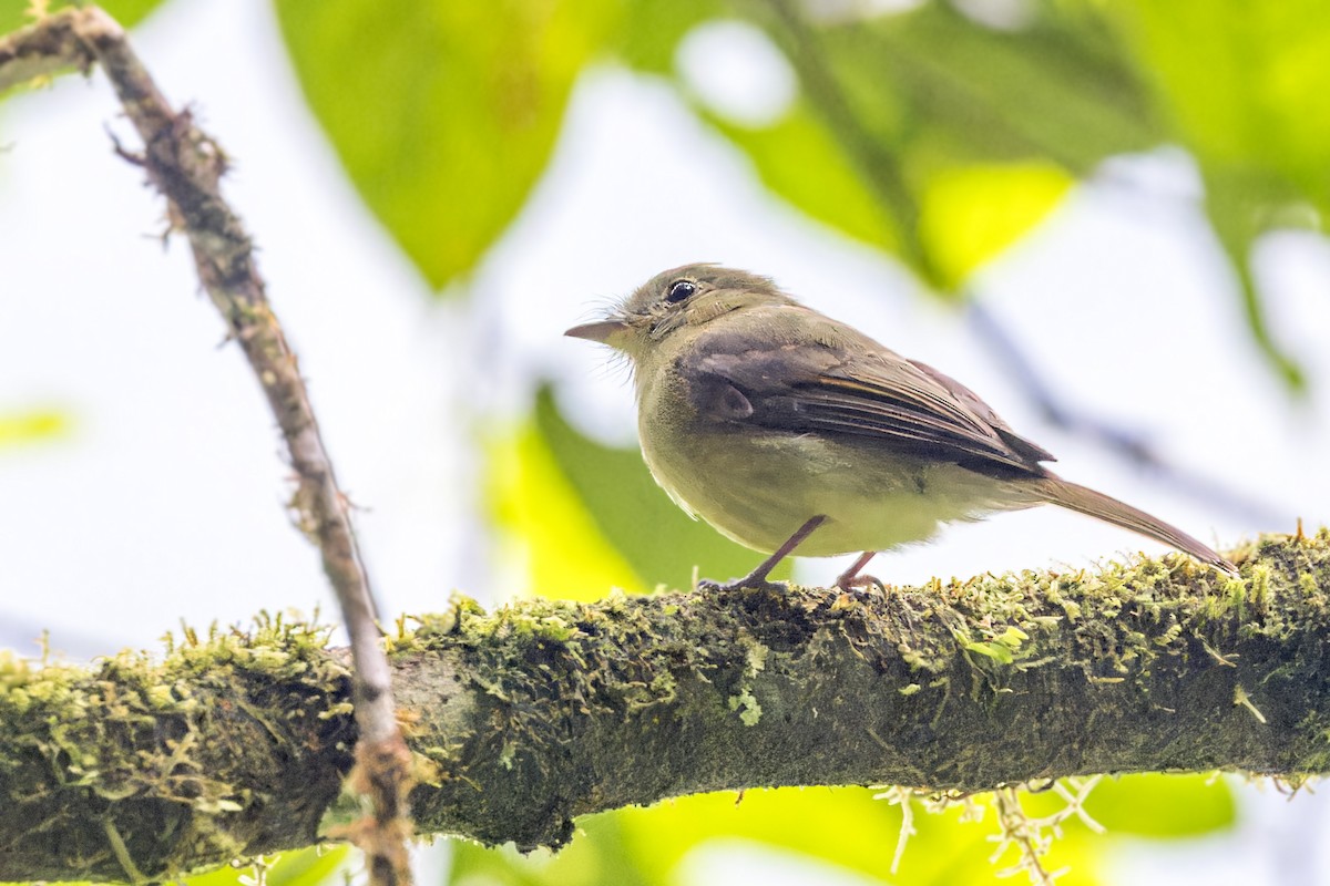 Olive-faced Flatbill - ML623356144