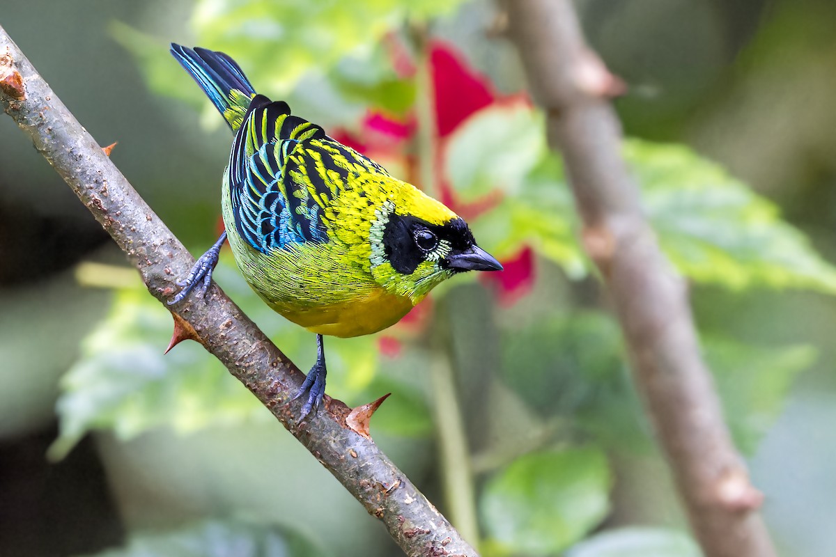 Green-and-gold Tanager - ML623356154