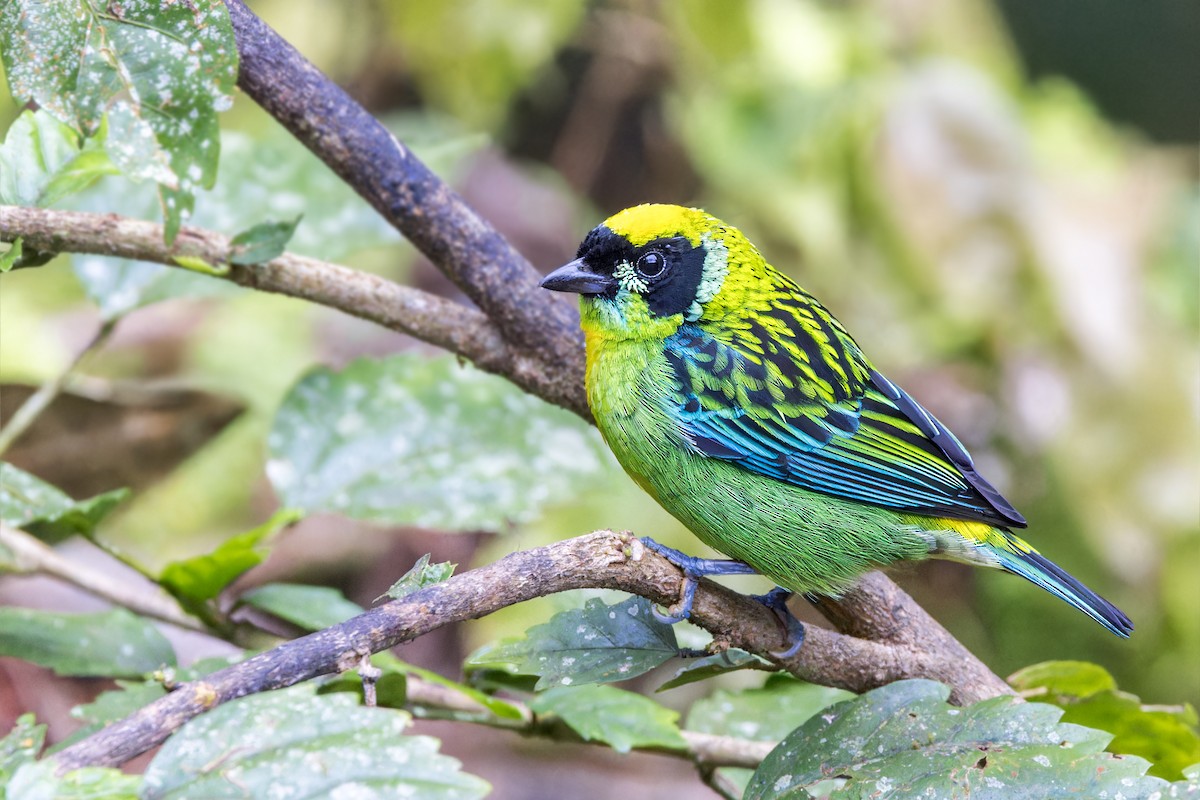 Green-and-gold Tanager - ML623356155