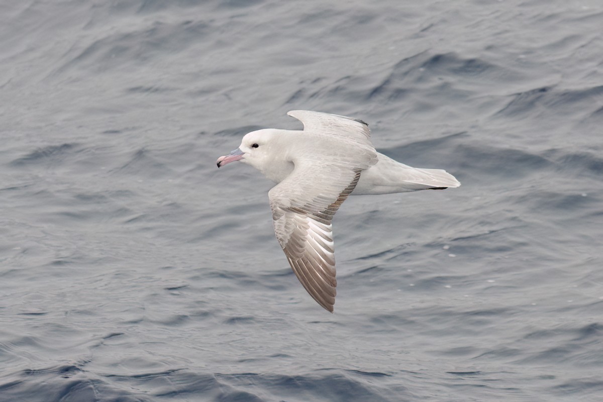 Southern Fulmar - ML623356160