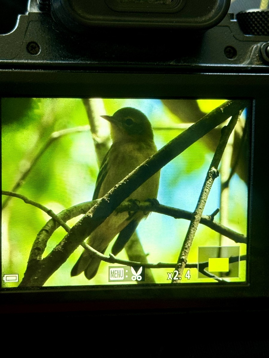 Bay-breasted Warbler - ML623356194