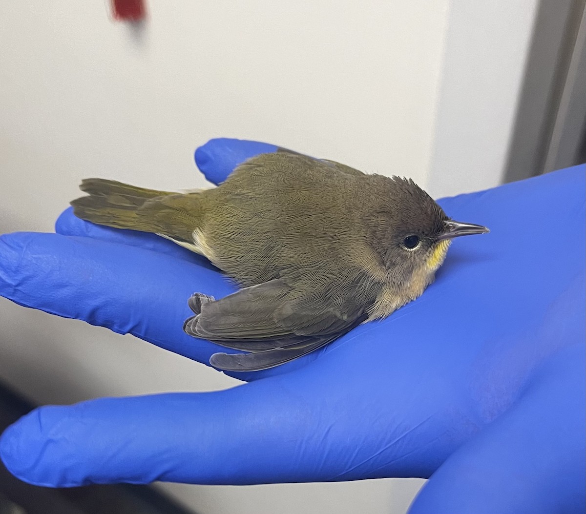 Common Yellowthroat - ML623356195