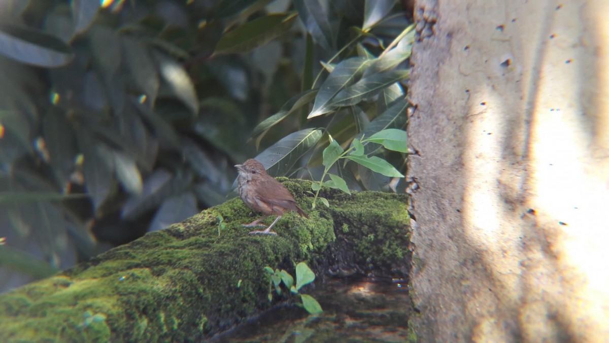 Abbott's Babbler - ML623356207