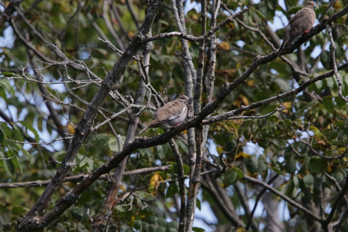 White-winged Dove - ML623356267