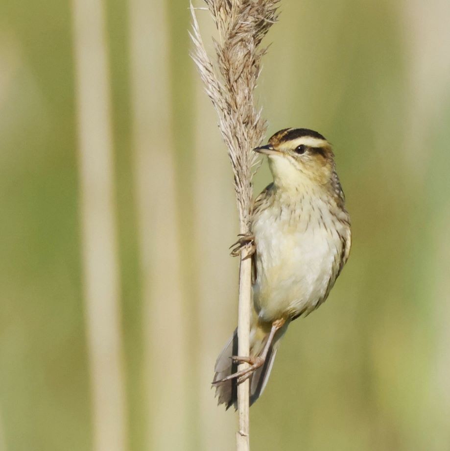 Aquatic Warbler - ML623356316