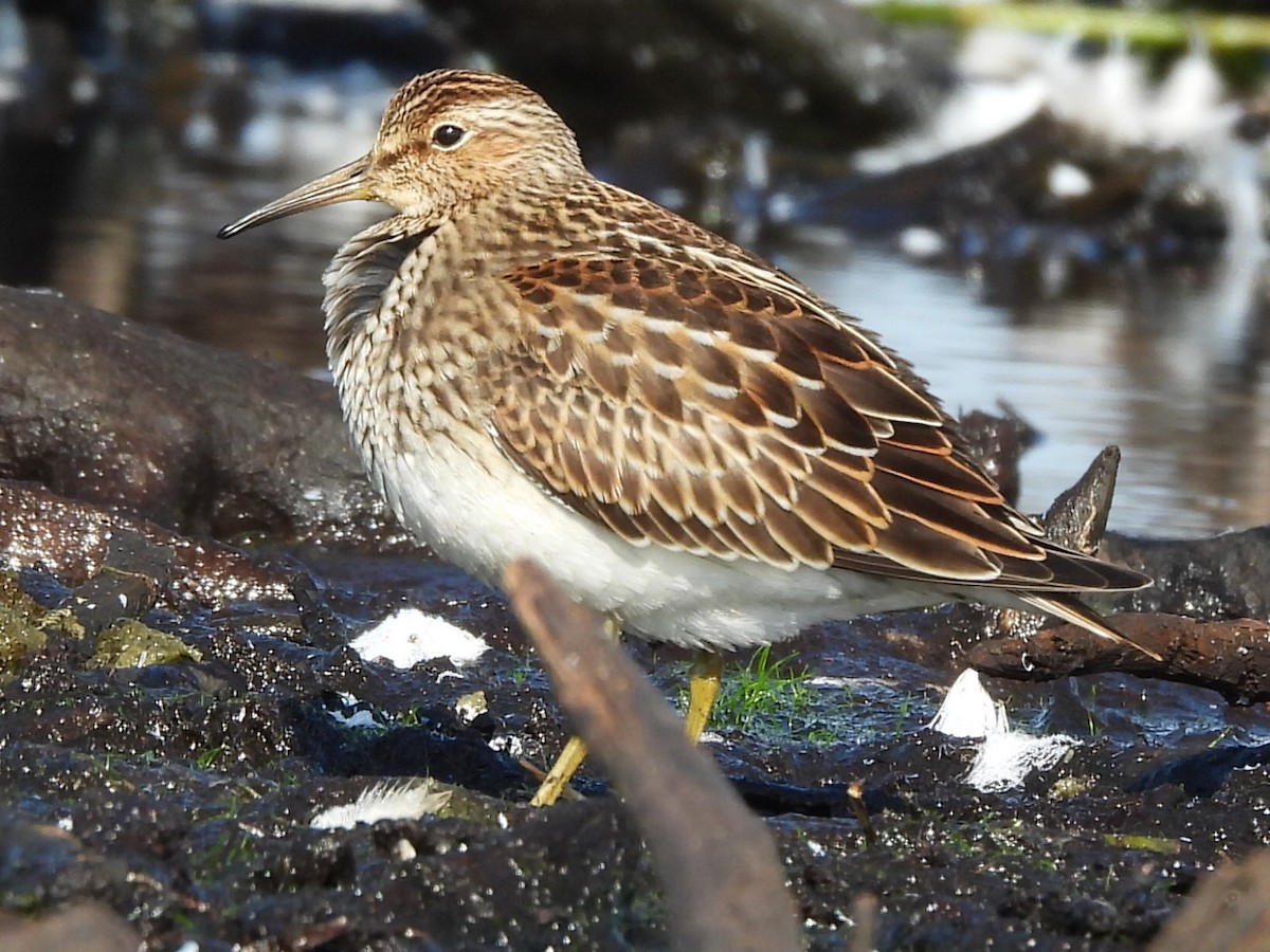 Pectoral Sandpiper - ML623356321