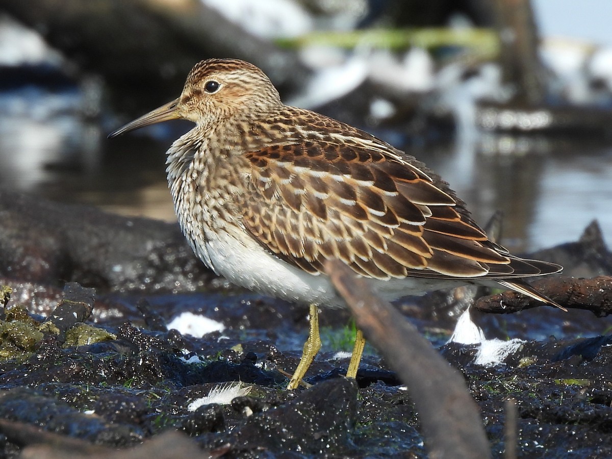 Pectoral Sandpiper - ML623356322