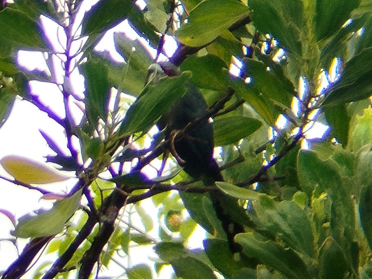 Black-bellied Malkoha - ML623356378