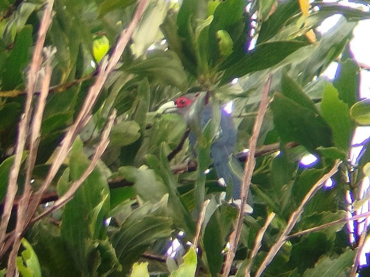 Black-bellied Malkoha - ML623356379