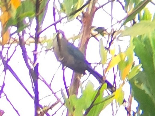 Black-bellied Malkoha - ML623356380