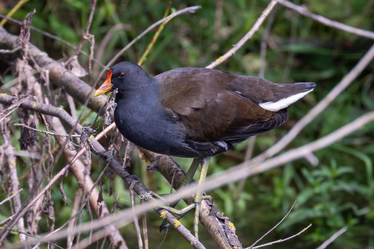 Gallinule poule-d'eau - ML623356404