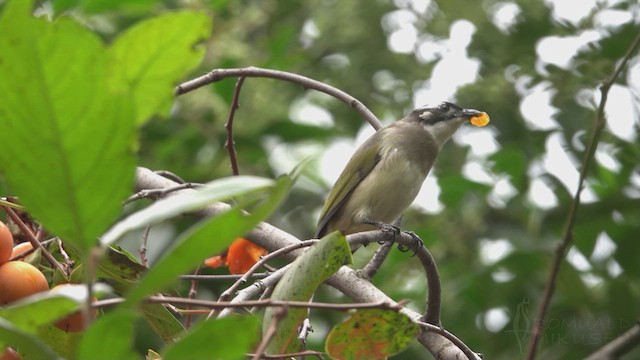 白頭翁 - ML623356416