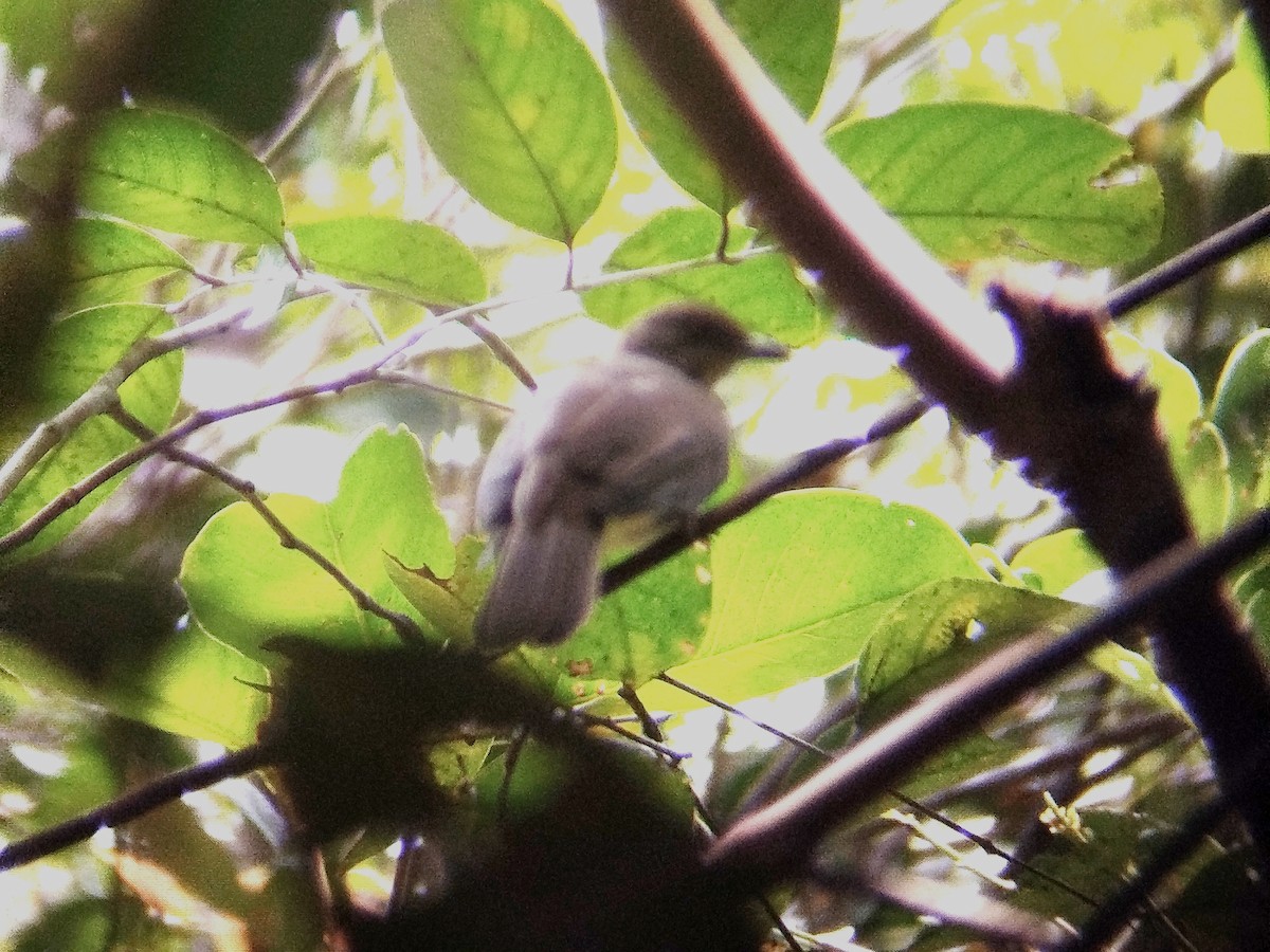 Red-eyed Bulbul - ML623356438