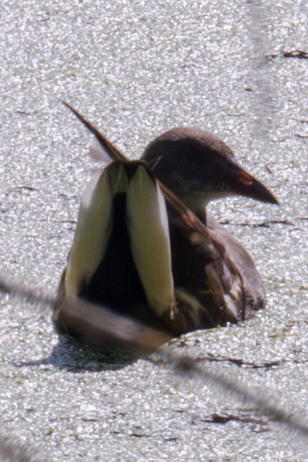 Water Rail - ML623356479