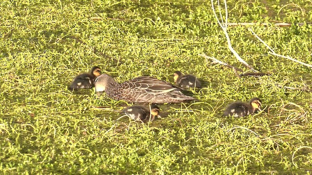 Canard à sourcils - ML623356481
