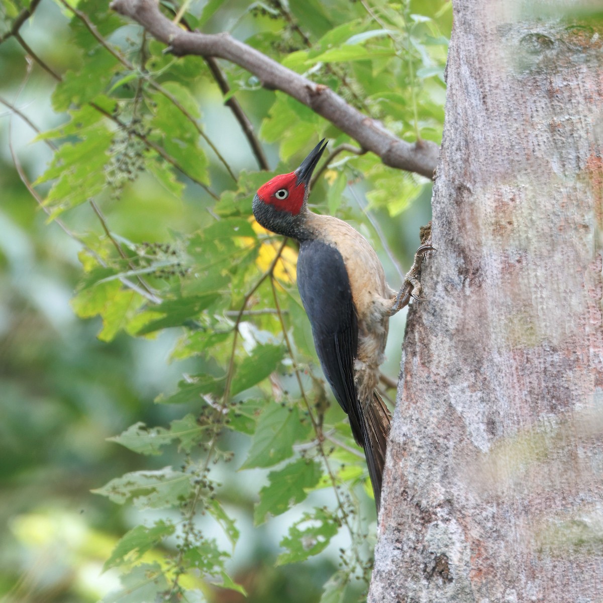 Ashy Woodpecker - Ching Chai Liew