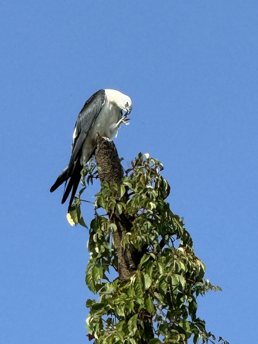 luňák vlaštovčí - ML623356599