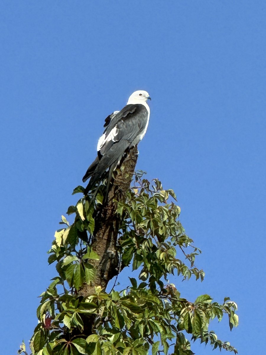 luňák vlaštovčí - ML623356600