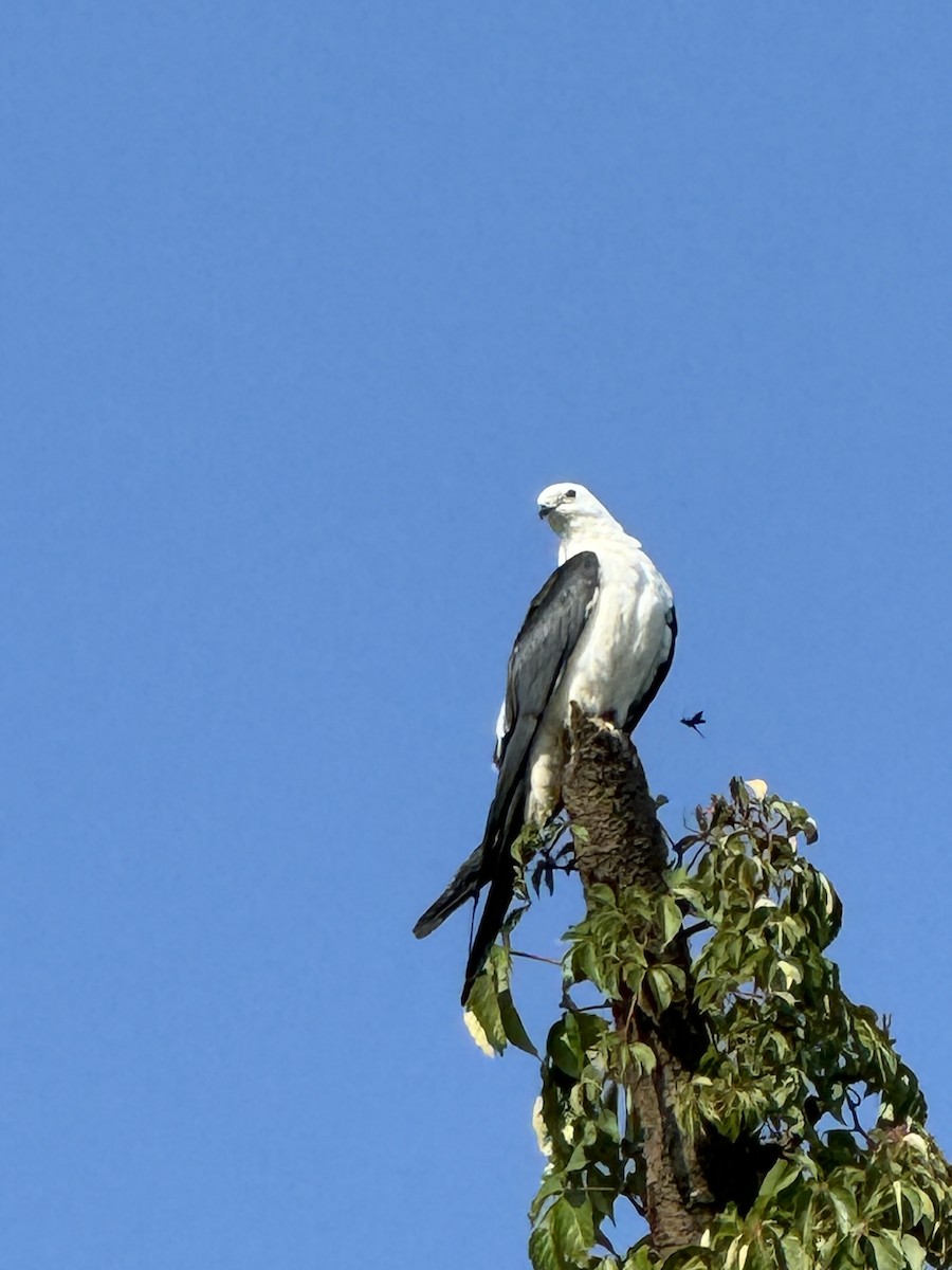 luňák vlaštovčí - ML623356601