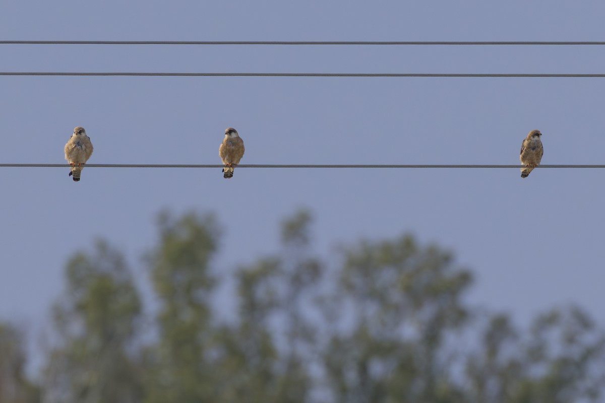 Red-footed Falcon - ML623356612