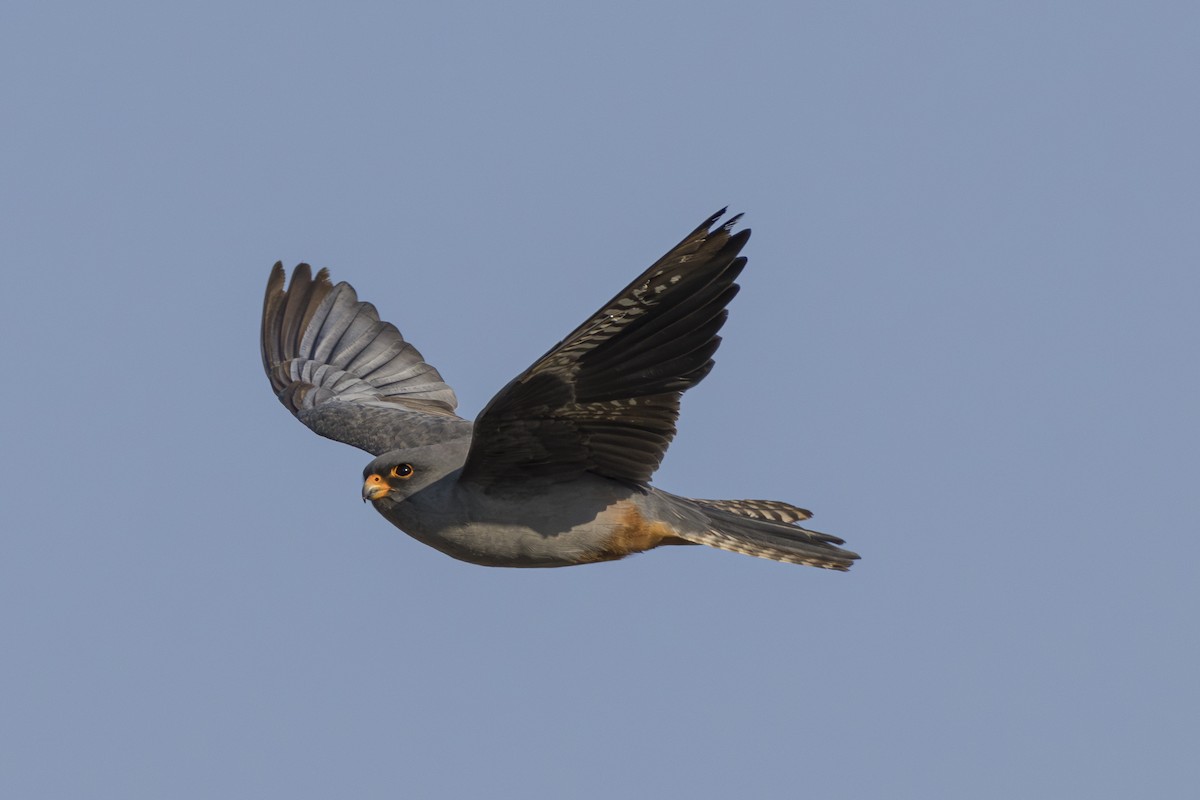 Red-footed Falcon - ML623356613