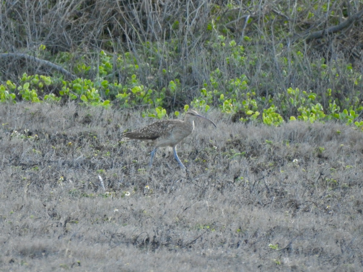 Borstenbrachvogel - ML623356646