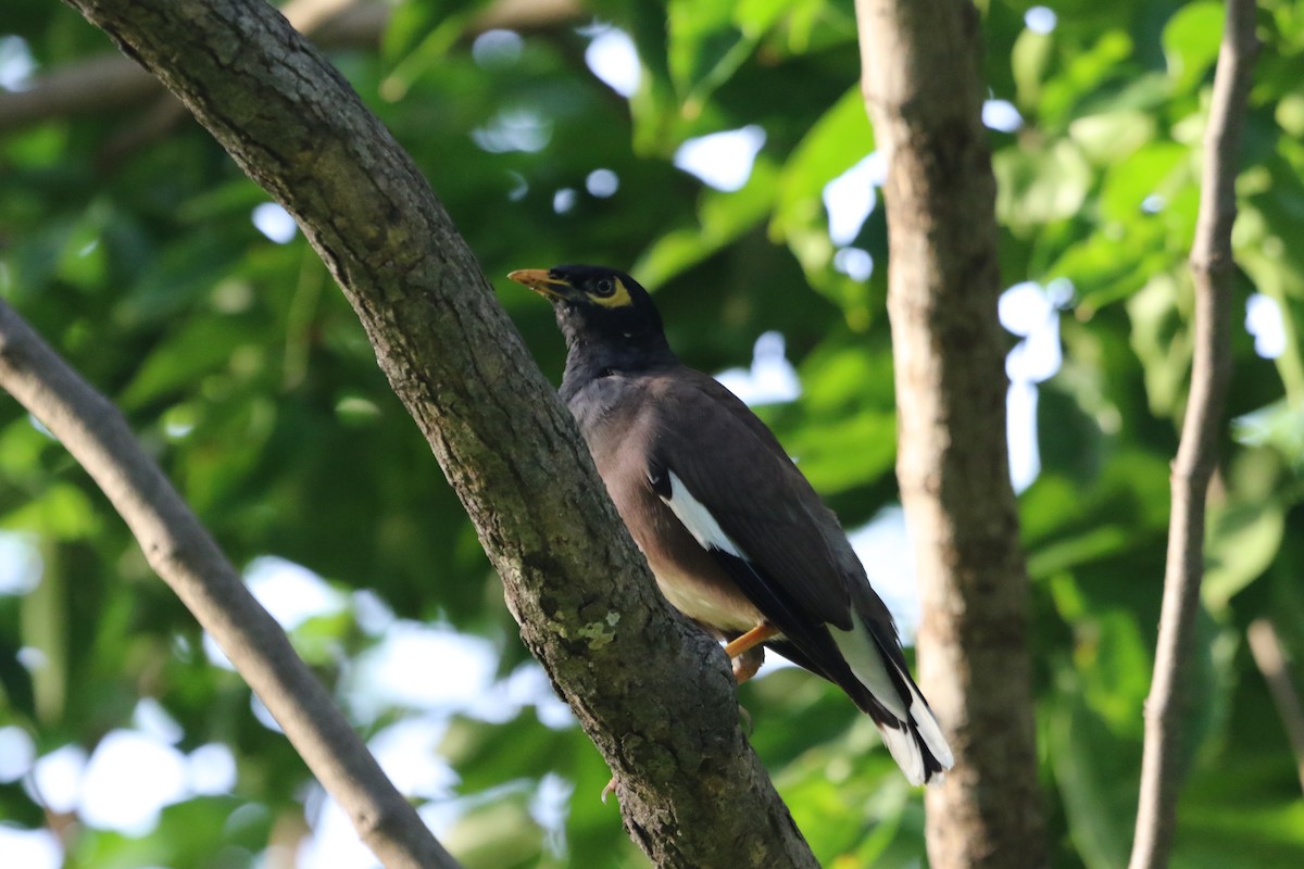 Common Myna - ML623356702